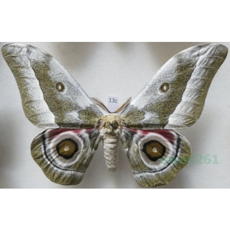 Gonimbrasia zambesina (Walker, 1865) male ex.pupa Kenya 123mm13c